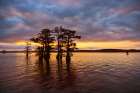 Stand of bald cypress trees, silhouetted at sunrise, Caddo Lake, Texas. Art Print